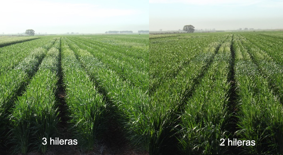 Ambiente con tres hileras por cama (izquierda) y dos hileras por cama (derecha) el 12 de febrero de 2019 en el ensayo establecido en Ciudad Obregón, en Sonora, México. (Foto: Hub Pacífico Norte-CIMMYT)