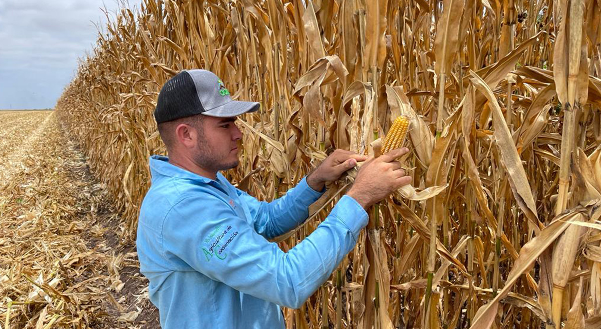 Cultivo de maíz amarillo en el marco del proyecto entre Ingredion y el CIMMYT. (Foto: Leonardo Lugo/CIMMYT)