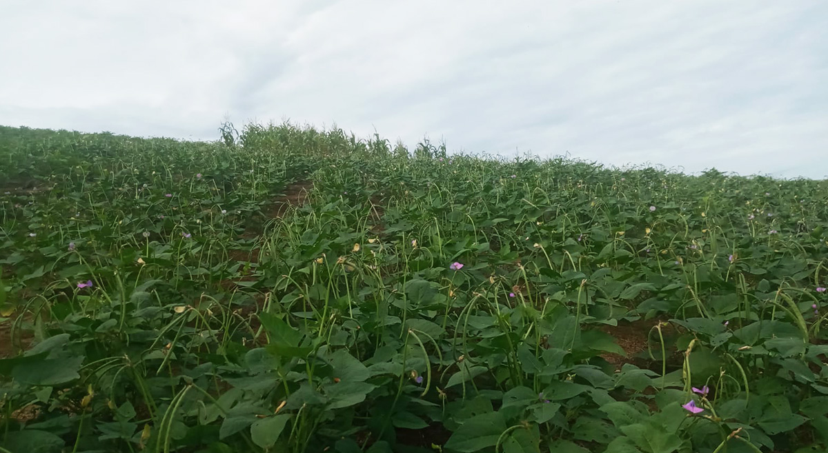 Cultivo de caupí en San Pedro Pochutla, Oaxaca, México. (Foto: Hub Pacífico Sur/CIMMYT)