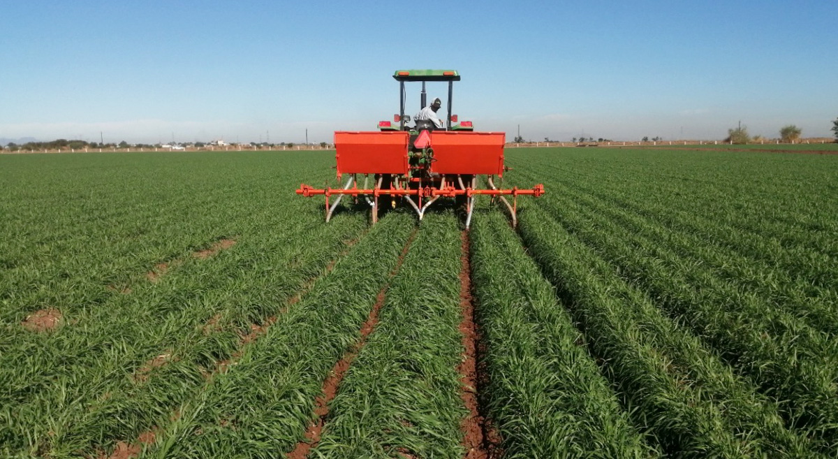 Segunda fertilización enterrada en el fondo de los surcos en el cultivo de trigo en el Valle del Yaqui, en Sonora, México. (Foto: Hub Pacífico Norte/CIMMYT)