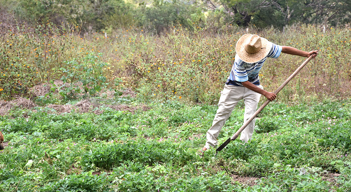 Productor retirando malezas en su parcela. (Foto: Fernando Morales/CIMMYT)