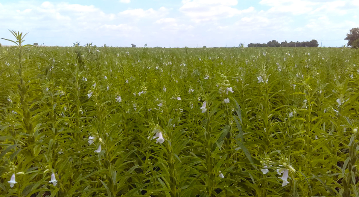 Cultivo de ajonjolí con agricultura de conservación. (Foto: Hub Pacífico Norte/CIMMYT)