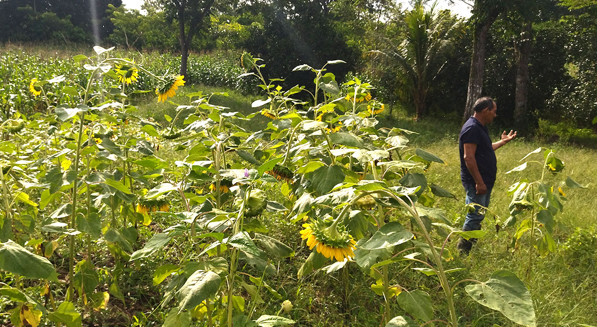 Cultivos de girasol y frijol mungo en la parcela del productor Germán Cruz Ibarra, en Oaxaca, México. (Foto: Desarrollo Agropecuario Integral Camino Real)