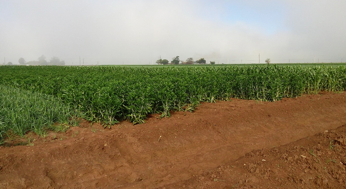 Tratamiento de cártamo en monocultivo, ciclo otoño-invierno 2018-2019, plataforma Navojoa, Sonora, México. (Foto: plataforma de investigación de Navojoa)