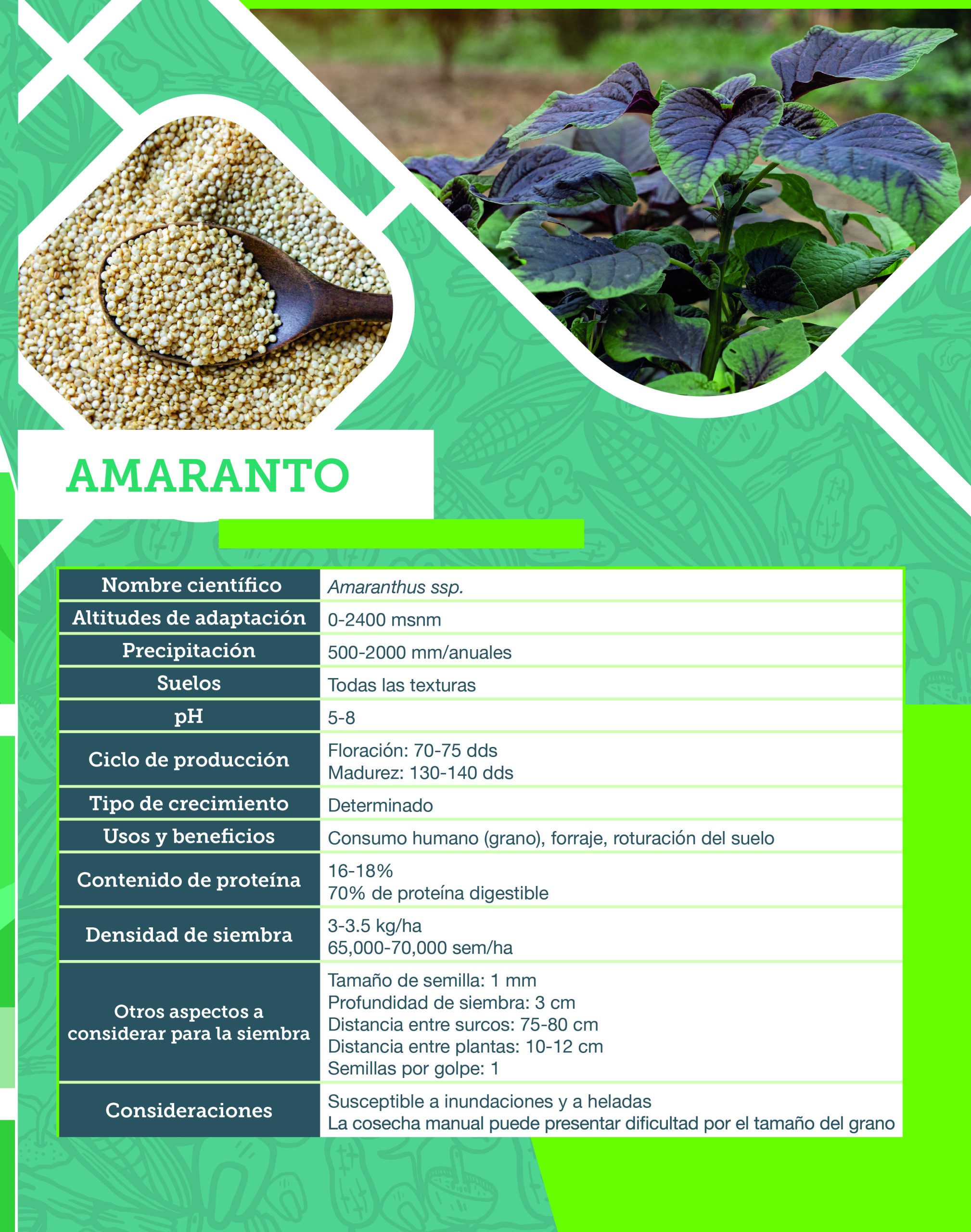 Amaranto (ficha técnica), en Cultivos alternativos. Intensificación y diversificación sustentable. CIMMYT (2021). 
