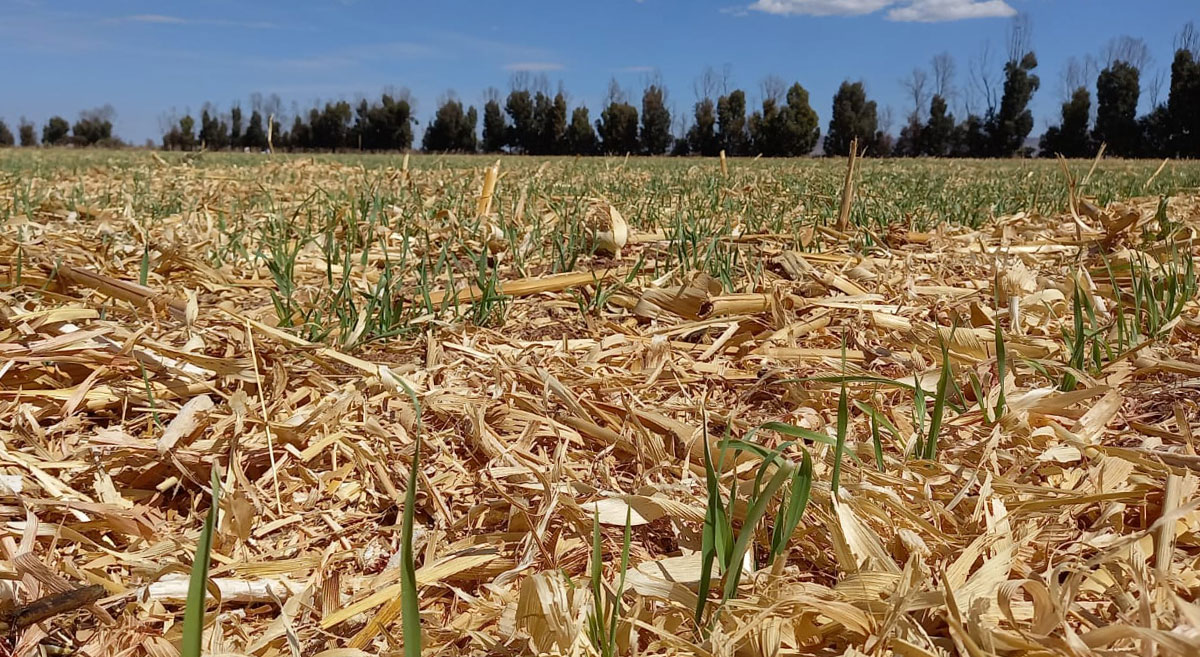 Rastro como cobertura de suelo en parcela de Zacatecas, México, previamente nivelada. (Foto: Hub Intermedio/CIMMYT)