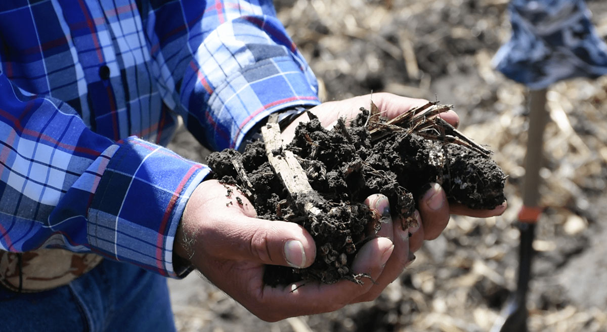 Productor muestra cómo el rastrojo ayuda a la retención de humedad y mejora la estructura del suelo. (Foto: CIMMYT)