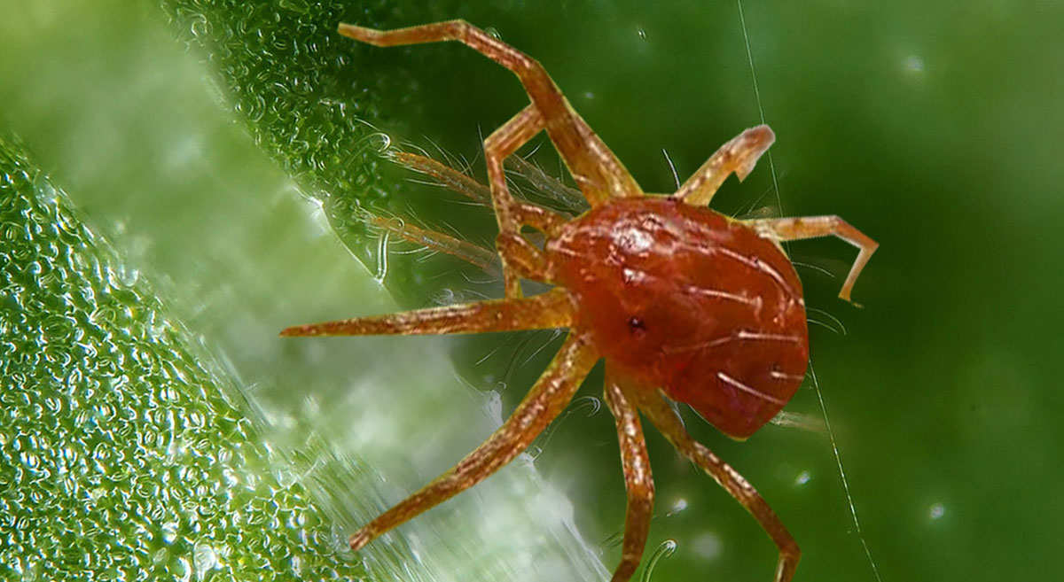 Araña roja alimentándose de la savia de una planta de maíz. (Foto: Sakxim)