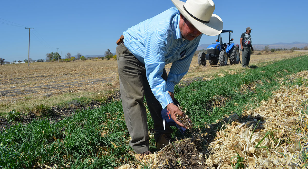 Productor de Guanajuato, México, mostrando cómo los residuos agrícolas ayudan a retener humedad en su parcela. (Foto: Hub Bajío/CIMMYT)