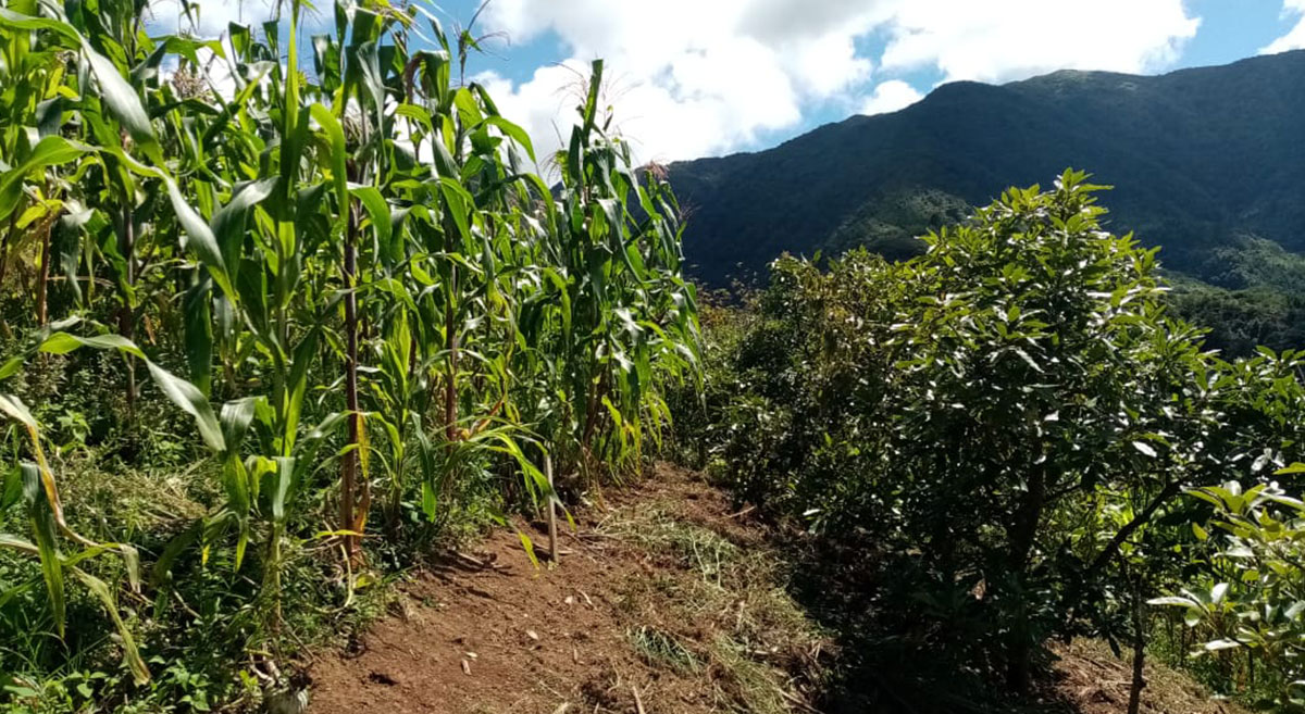 Sistema de milpa intercalada con árboles frutales en terrenos de ladera. (Foto: CIMMYT)