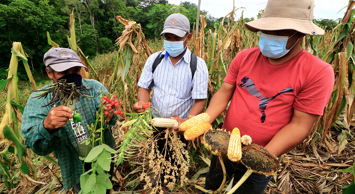 Parcela de San Juan Guichicovi, en Oaxaca, México, con cultivos diversificados. (Foto: CIMMYT)