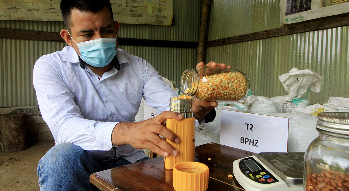 El técnico Omar Sánchez verificando el contenido de humedad del maíz, en Oaxaca, México. (Foto: CIMMYT)