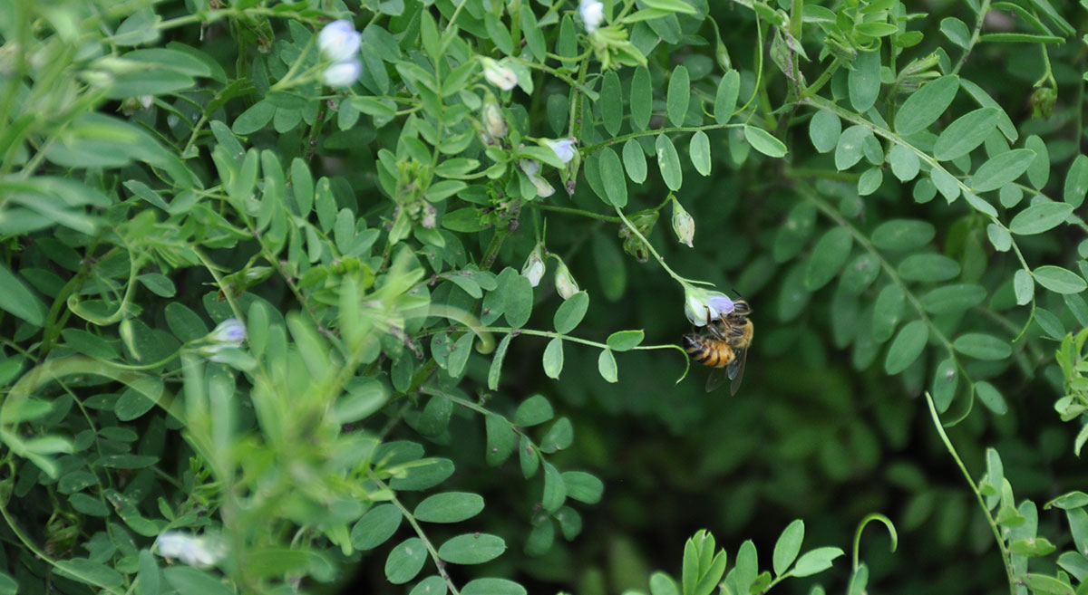 Abeja alimentándose en una parcela con maíz y leguminosas. (Foto: Fernando Morales/CIMMYT)