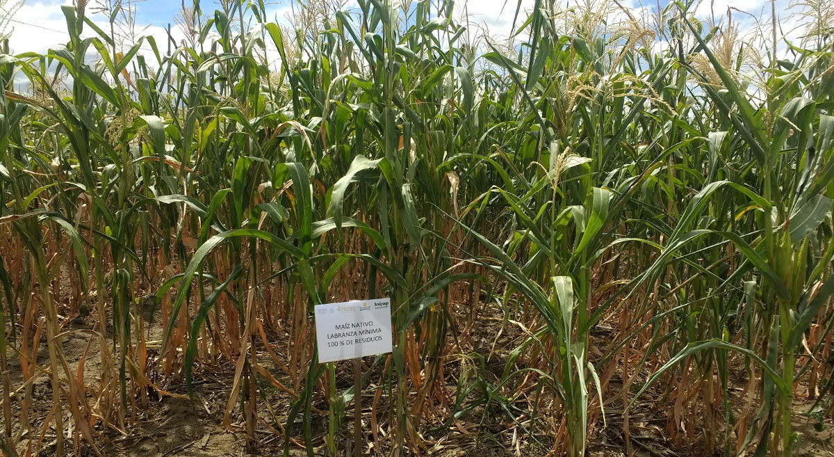 Plataforma de investigación de San Francisco Lachigoló, Oaxaca, en la que se observa el desarrollo de maíz en el sistema de labranza mínima con cobertura, durante el periodo de sequía de 2021. (Foto: Samuel Randy Aracen)