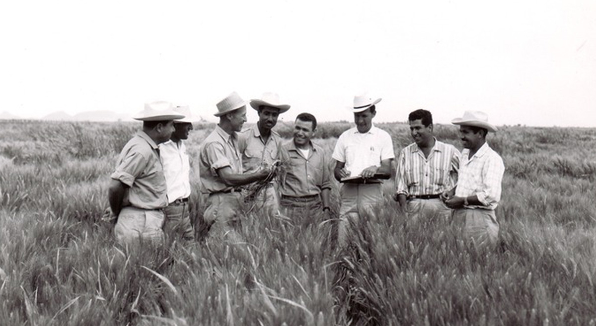 Norman E. Borlaug en los campos de trigo del Centro de Investigaciones Agrícolas del Noroeste (CIANO), en Sonora, México. (Foto: CIMMYT)