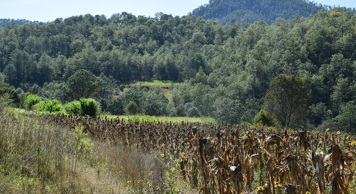 Cultivo de maíz en zona serrana de Oaxaca, México. (Foto: Fernando Morales/CIMMYT)