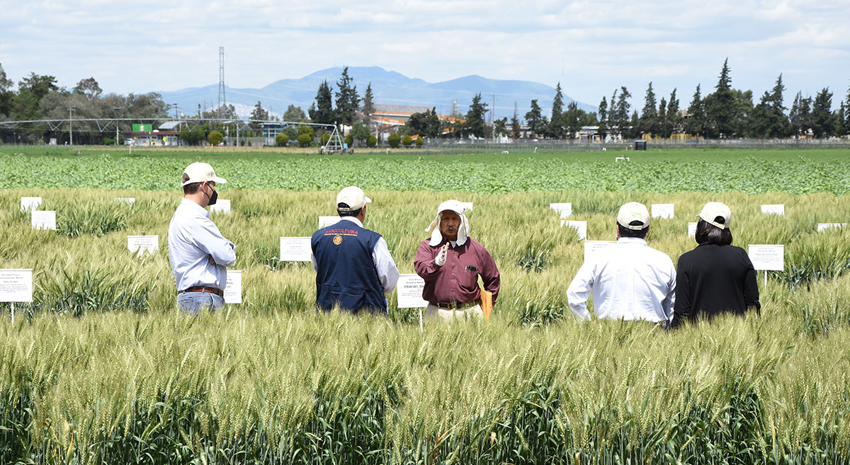 Julio Huerta en parcelas experimentales del CIMMYT, en Texcoco, Estado de México. (Foto: Francisco Alarcón/CIMMYT)