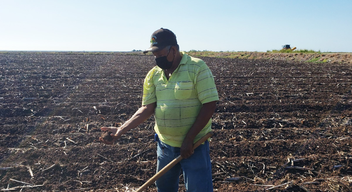 El productor Raúl Sotelo durante un monitoreo de humedad para establecer maíz amarillo sin aplicar riego de asiento. (Foto: Tomás López Montoya/CIMMYT)