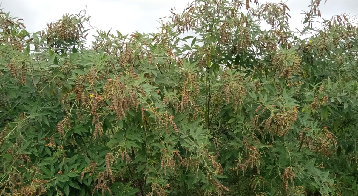 Reproducción de semillas de chícharo gandul en Oaxaca, México. (Foto: Productores Agrícolas y Pecuarios de la Mazateca Baja)