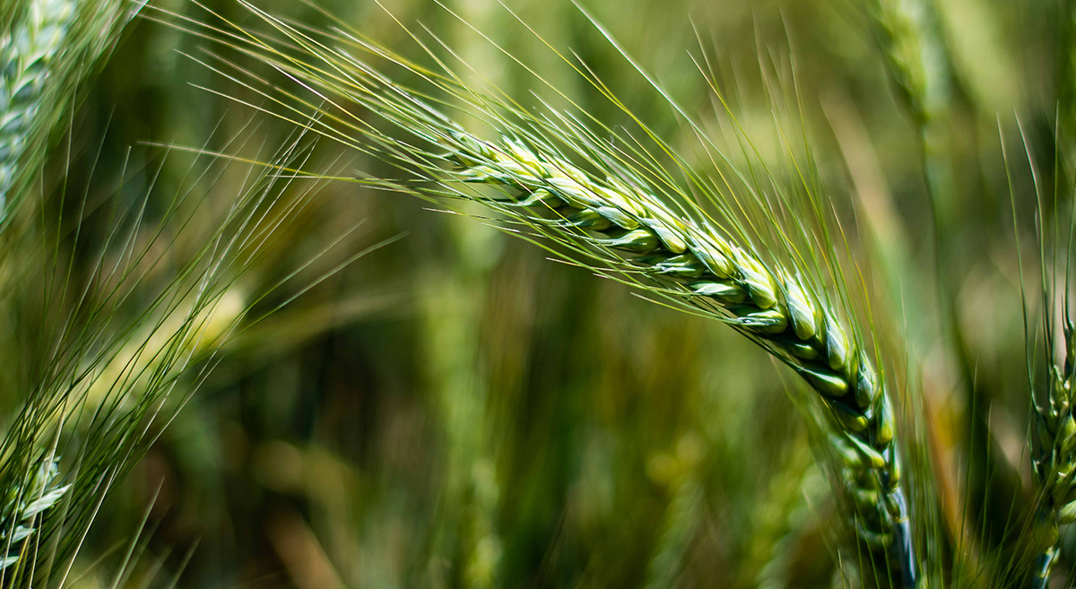 Detalle de una parcela de trigo. (Foto: Amador Aguillón/CIMMYT)