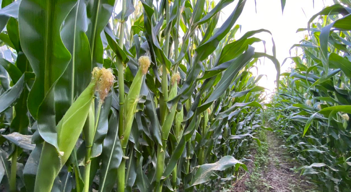 Etapa reproductiva del cultivo de maíz en la plataforma Ahome, Sinaloa. (Foto: AARFS)