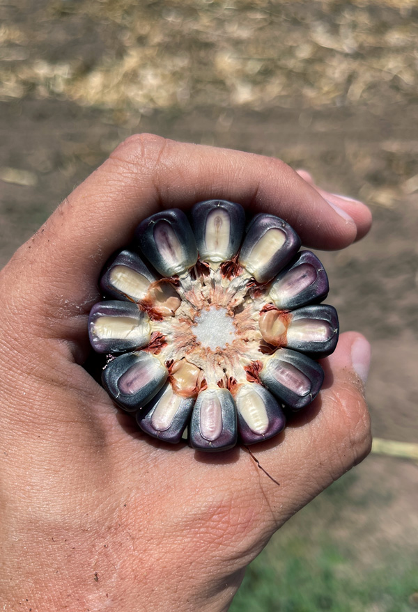 Mazorca de maíz azul. (Foto: Hub Pacífico Norte/CIMMYT)