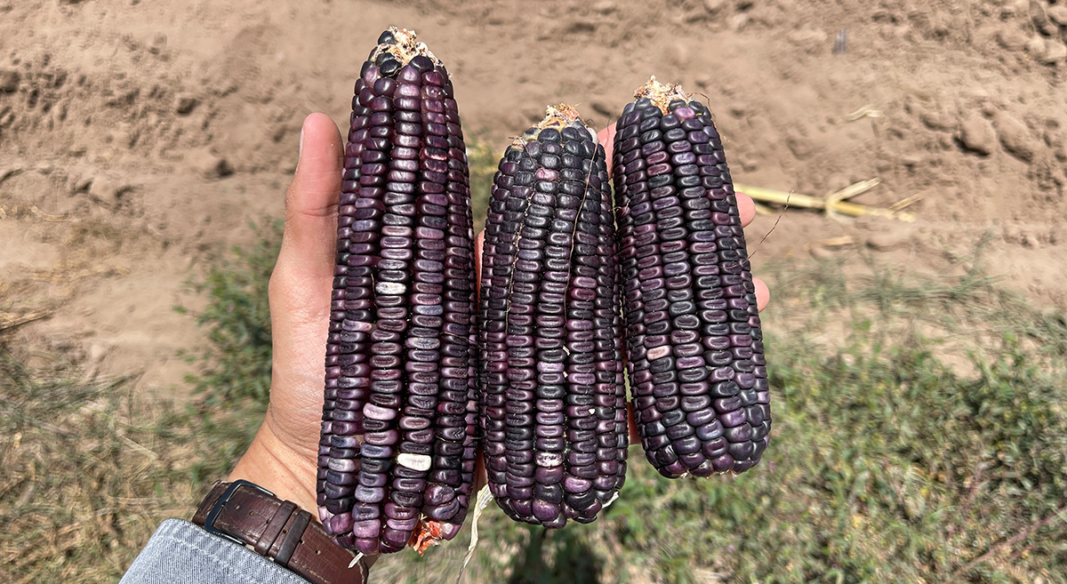 Variedades de maíz azul evaluadas por el Hub Pacífico Norte del CIMMYT y colaboradores en plataformas de investigación. (Foto: Hub Pacífico Norte/CIMMYT)