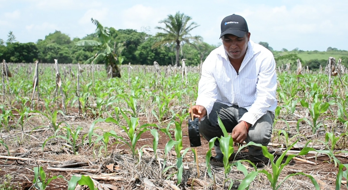 El productor Vicente Santiago Arizmendi mostrando un dispensador de feromonas de confusión sexual. (Foto: Francisco Alarcón/CIMMYT)