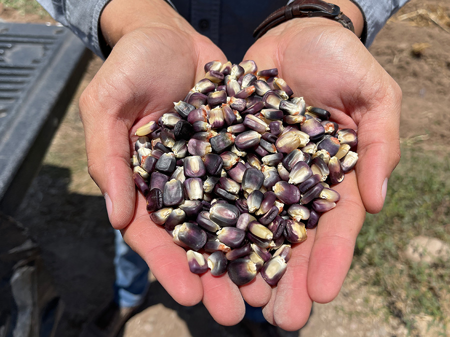 Granos de maíz azul. (Foto: Hub Pacífico Norte/CIMMYT)