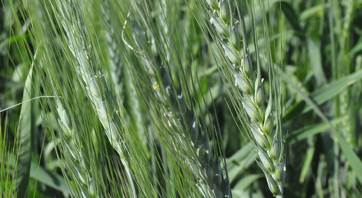 Detalle de una planta de trigo en parcela de Guanajuato, México. (Foto: CIMMYT)