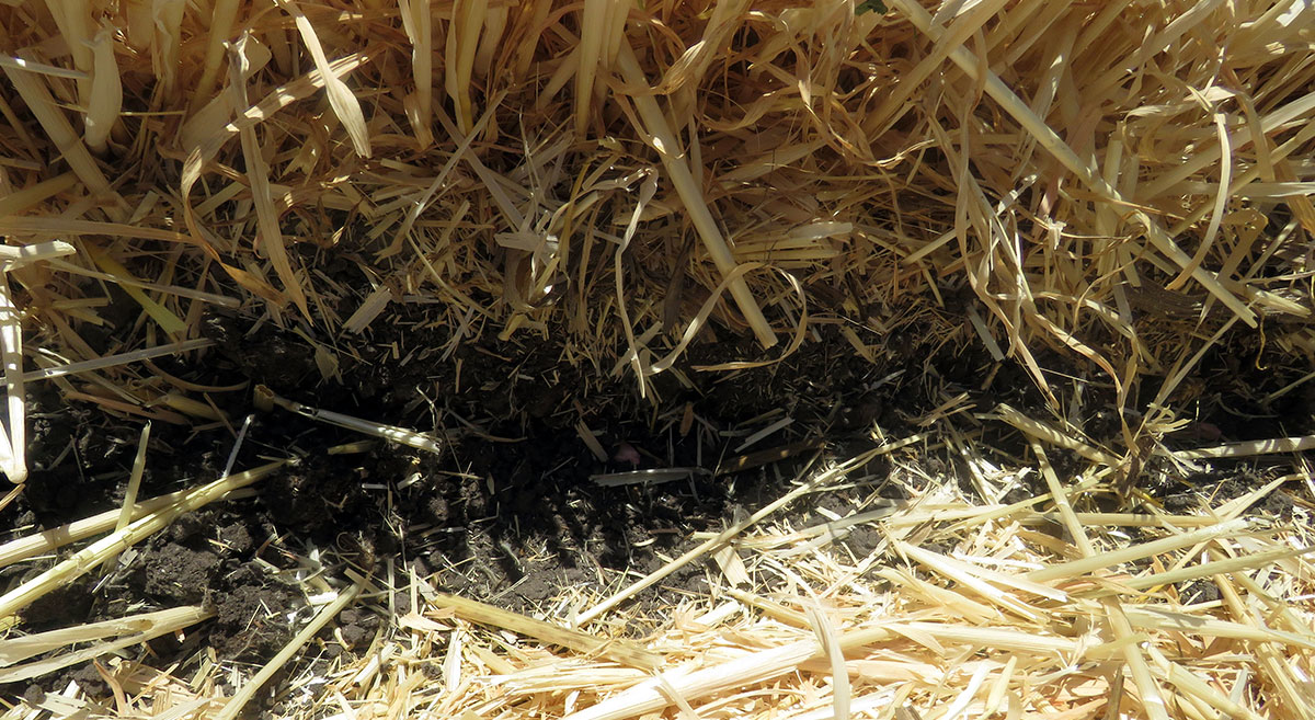 Rastrojo como cobertura del suelo en cultivo de cebada. (Foto: CIMMYT)