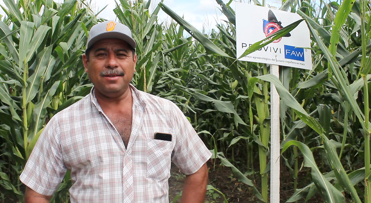 El productor Víctor Manuel Martínez, de Chiapas, México, frente a una parcela donde se han instalado dispensadores de confusión sexual. (Foto: Fernando Morales/CIMMYT)