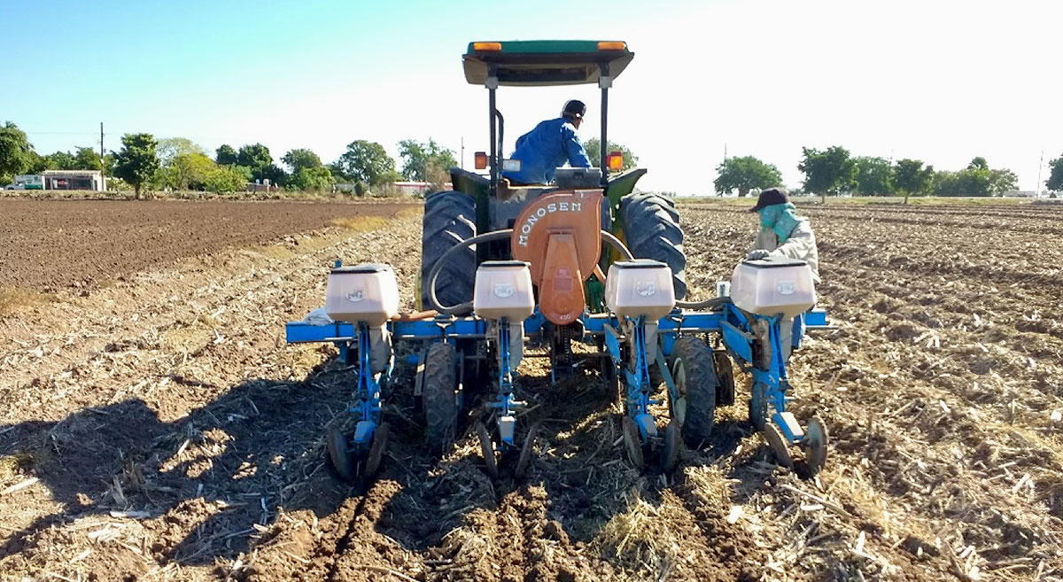 Siembra en la plataforma CIMMYT-AARSP con la sembradora Monosem con disco cortador y machetes profundos. (Foto: Fernando Urías Preciado, AARSP)