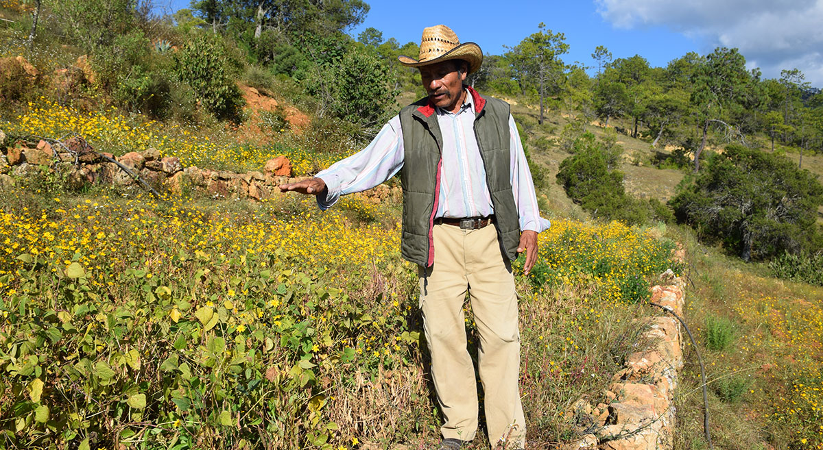 El productor Emiliano Melchor, de Oaxaca, México, mostrando su parcela en la que ha diversificado cultivos para mejorar la actividad biológica y la rentabilidad de su sistema, evitando así la deforestación del bosque. (Foto: Fernando Morales/CIMMYT)