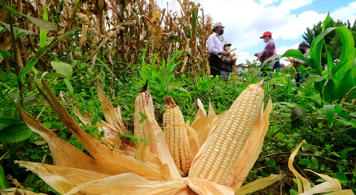 Maíz de alto rendimiento producido con prácticas sustentables en San Pablo Huitzo, en Oaxaca, México. (Foto: CIMMYT)