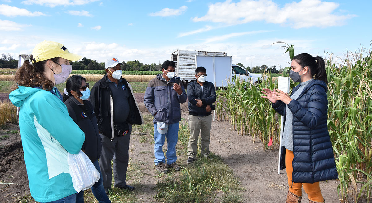 Grupo de productores peruanos durante su visita a la parcela D-5 (Texcoco, Estado de México), donde se observan los efectos acumulados por más de veinte años de agricultura de conservación. (Foto: Misael Chirino/CIMMYT)