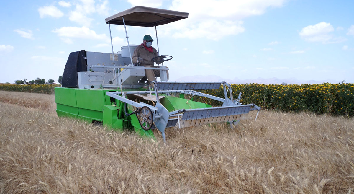 Trilla de trigo con el cártamo en floración en el fondo, en la plataforma Cajeme II, en Sonora, México. (Foto: Hub Pacífico Norte-CIMMYT)