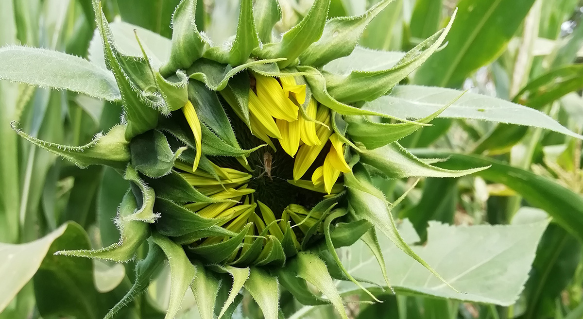 Girasol próximo a floración intercalado con maíz, en una parcela de San Nicolás Quialana, en el municipio de Zimatlán, Oaxaca, México. (Foto: Yashim Reyes/Hub Pacífico Sur-CIMMYT)