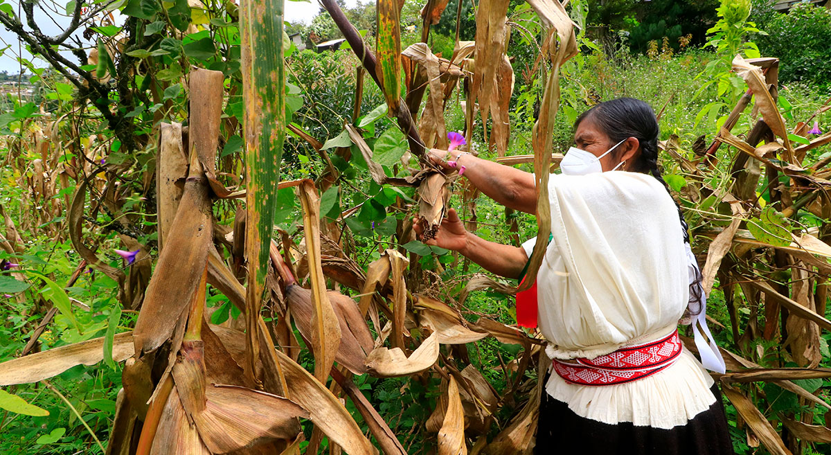 La productora Lidia María González Hernández, de Santa María Teopoxco, en Oaxaca, México, muestra su milpa en donde cultiva variedades de maíz nativas. (Foto: CIMMYT)