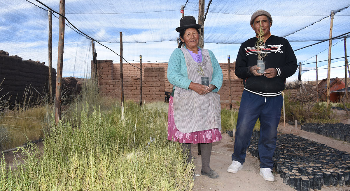 Productores bolivianos en vivero destinado a la reproducción de especies nativas para su uso como barreras vivas. (Foto: Francisco Alarcón/CIMMYT)