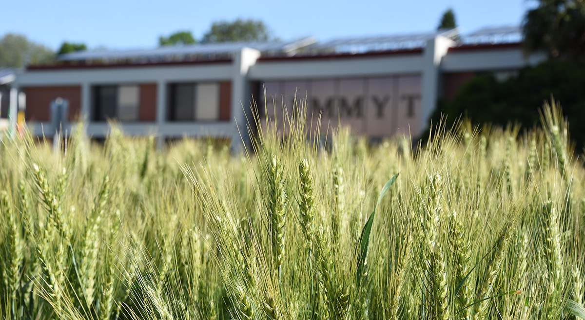 Cultivo de trigo en la sede del CIMMYT en Texcoco, Estado de México. (Foto: Francisco Alarcón/CIMMYT)