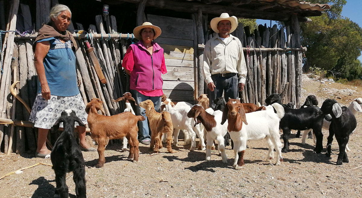 Productores de pequeña escala de Oaxaca, México, con ganado caprino. (Foto: Hub Pacífico Sur-CIMMYT)
