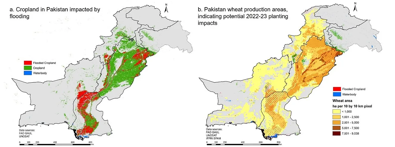 Background image for CIMMYT