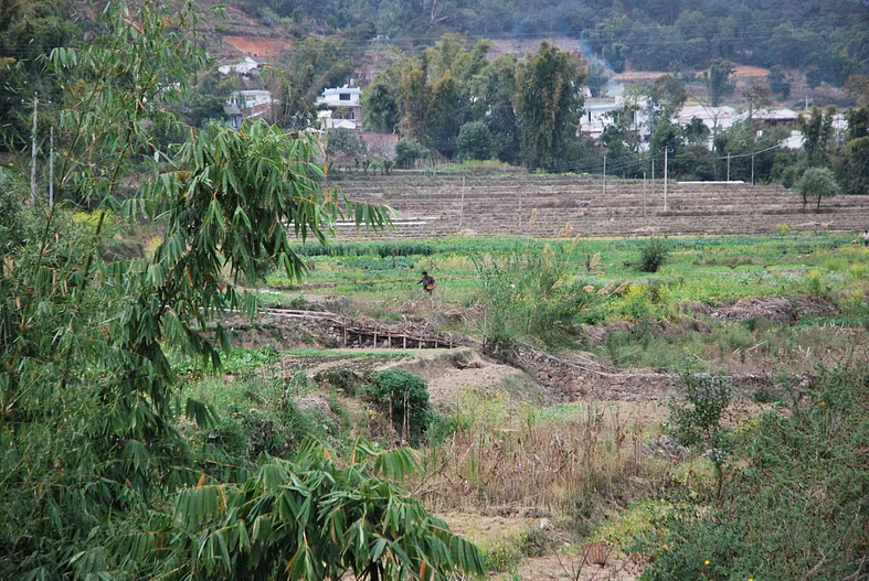 Background image for CIMMYT