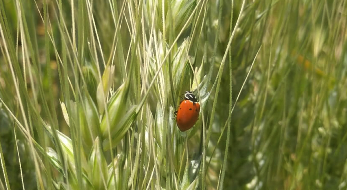 La catarinita (Hippodamia convergens), un insecto benéfico que ayuda al control del pulgón en el cultivo de trigo. (Foto: Salvador Ramos)