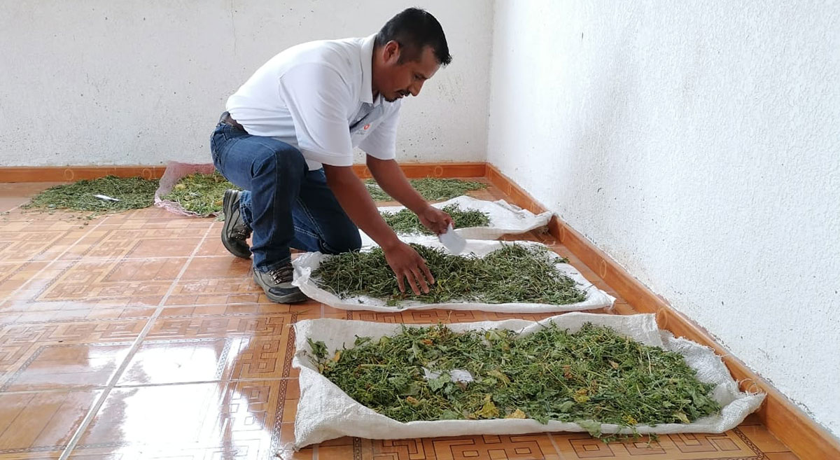 Evaluación de forrajes en la Mixteca de Oaxaca, México. (Foto: Hub Pacífico Sur-CIMMYT)