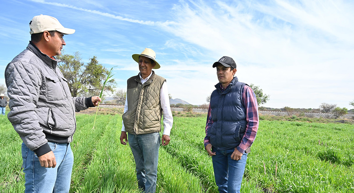 Productores y técnicos del proyecto Cultivando un México Mejor, en Guanajuato, México. (Foto: Amador Aguillón/CIMMYT)