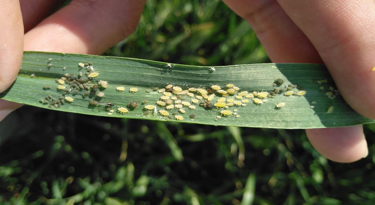 Pulgones en planta de trigo. (Foto: Salvador Ramos/Hub Bajío-CIMMYT)