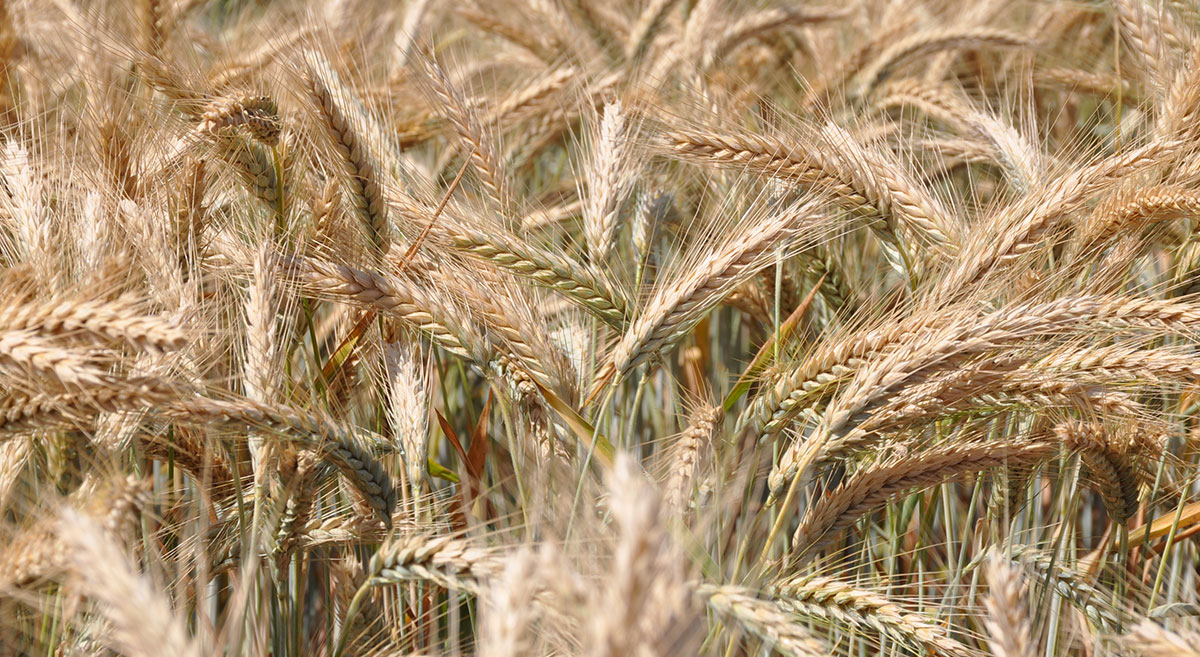 Cultivo de trigo en campo experimental del CIMMYT. (Foto: Fernando Morales/CIMMYT)