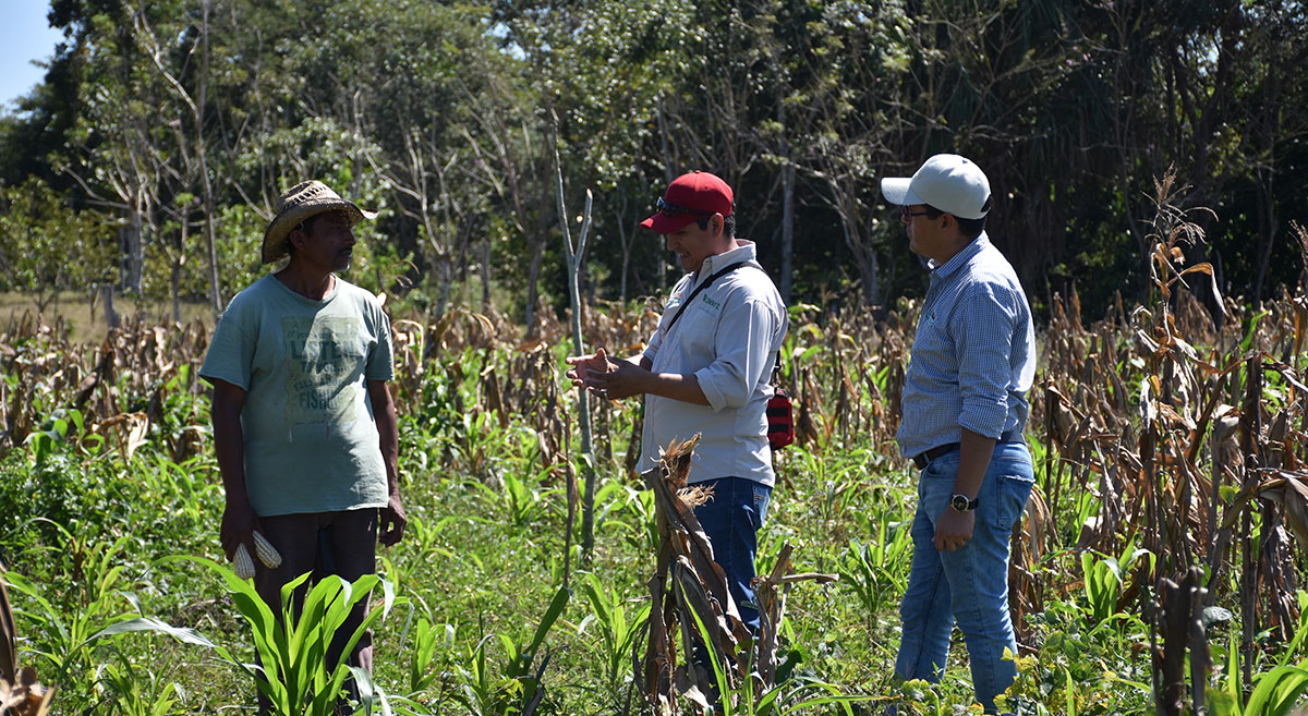 De izquierda a derecha: el productor Carmelo Sánchez y los técnicos Eugenio Telles y José Luis Montero, en Candelaria, en el estado mexicano de Campeche. (Foto: Fernando Morales/CIMMYT)